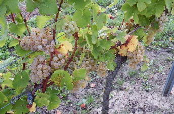 Weingut Gerharz-Hochthurn
